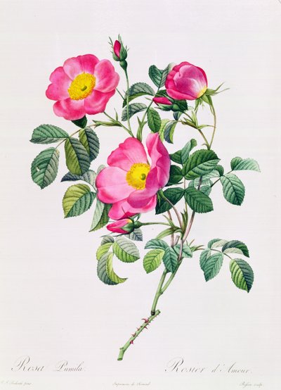 Rosa Lumila by Pierre Joseph Redouté